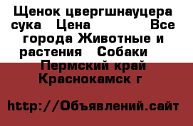 Щенок цвергшнауцера сука › Цена ­ 25 000 - Все города Животные и растения » Собаки   . Пермский край,Краснокамск г.
